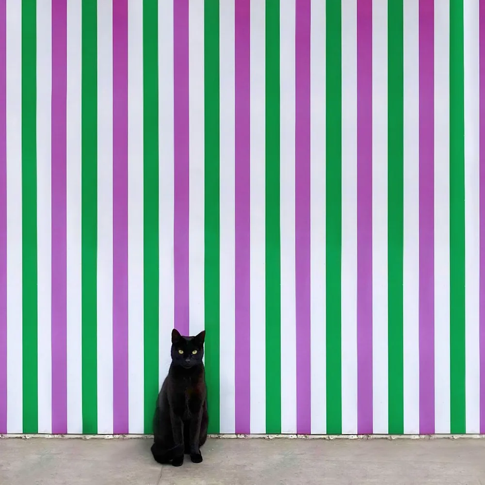 Istanbul Cat 3