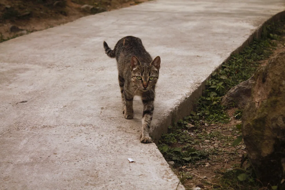 A cat going about his kitty business