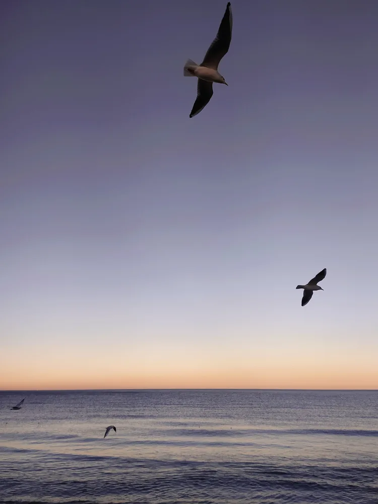 Seagulls