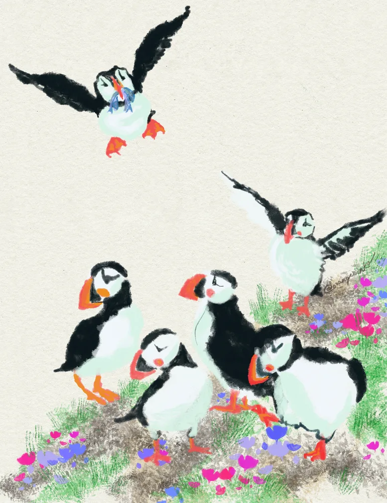 Puffins