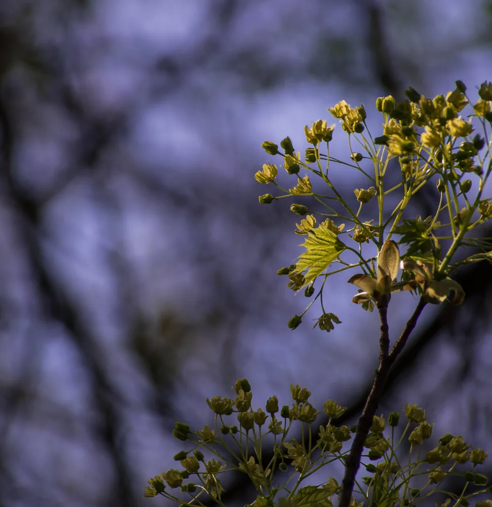 Floral Experiment XIII