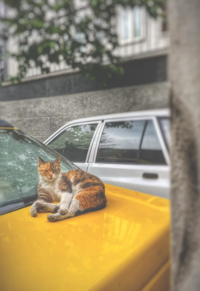 Catjkt