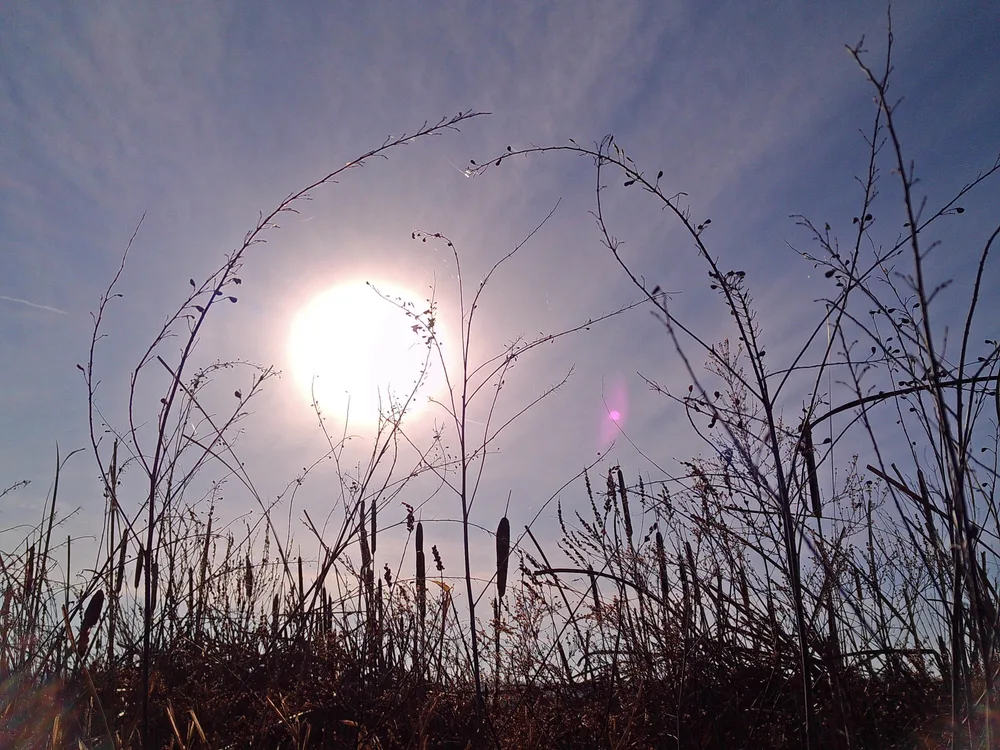 Winter Reeds