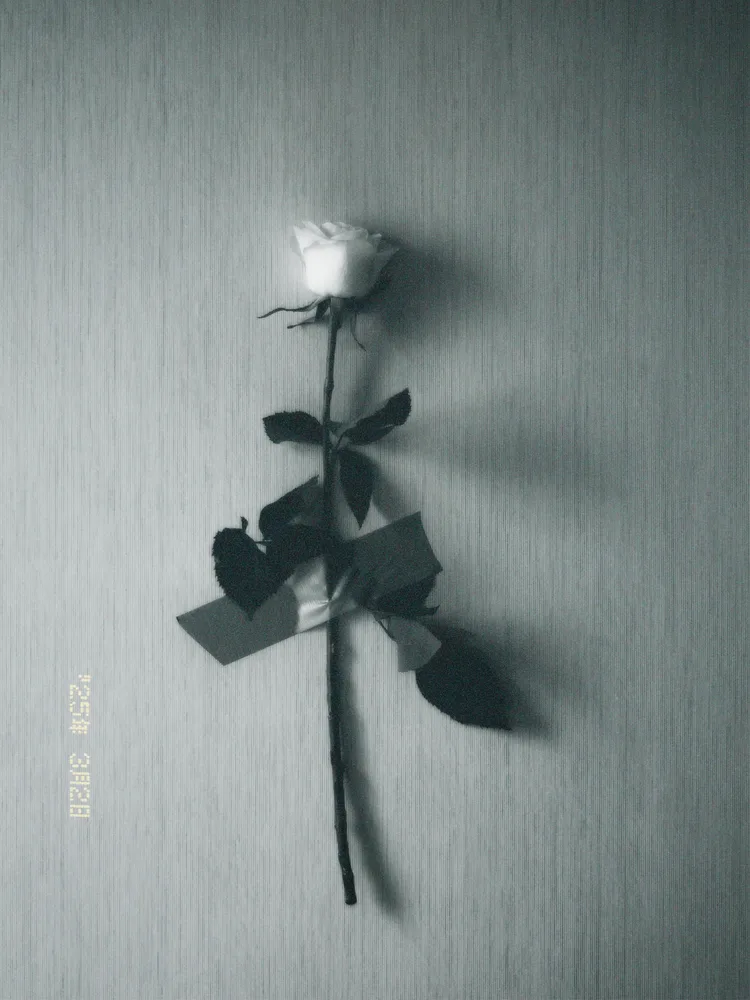 The rose