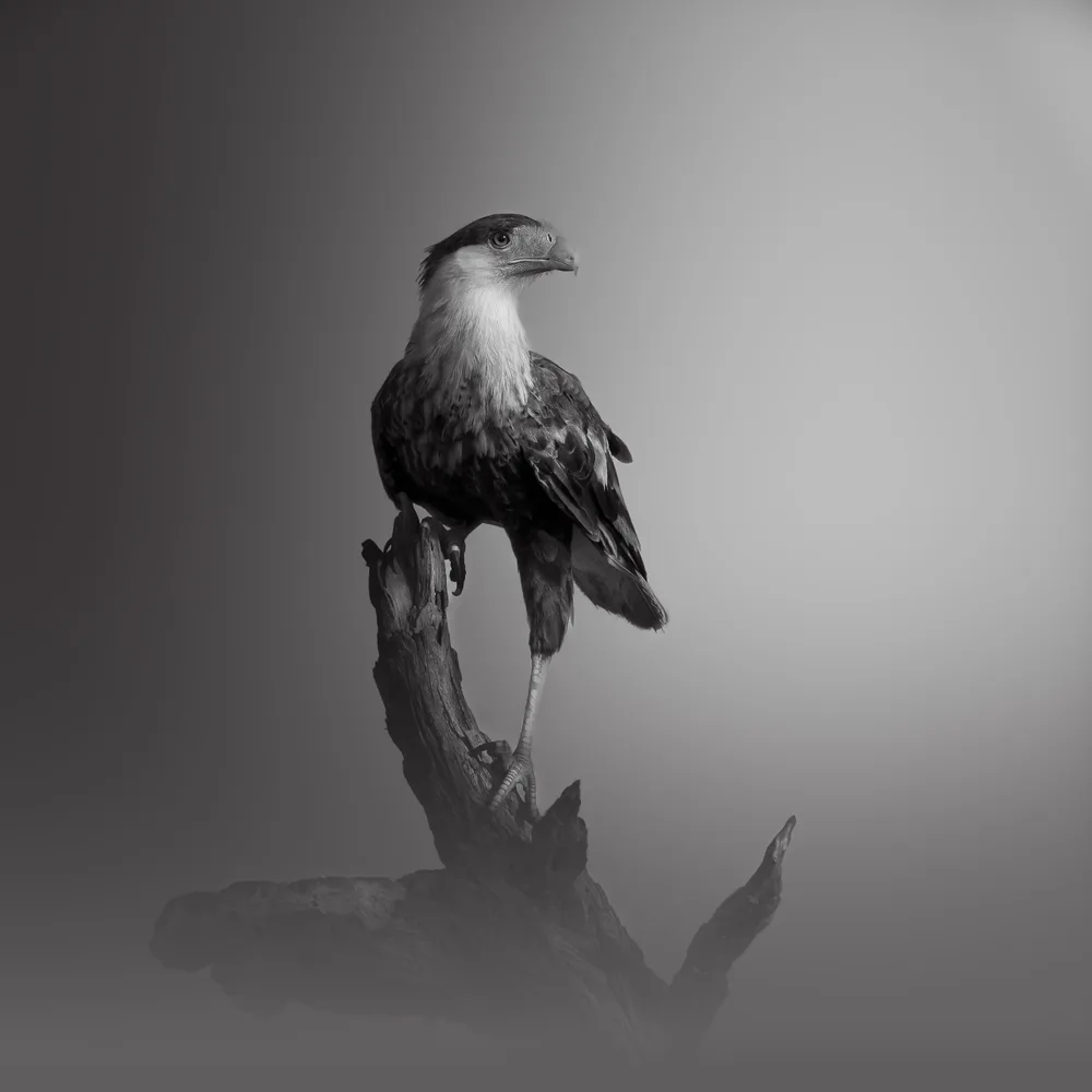 Raptor's Roost
