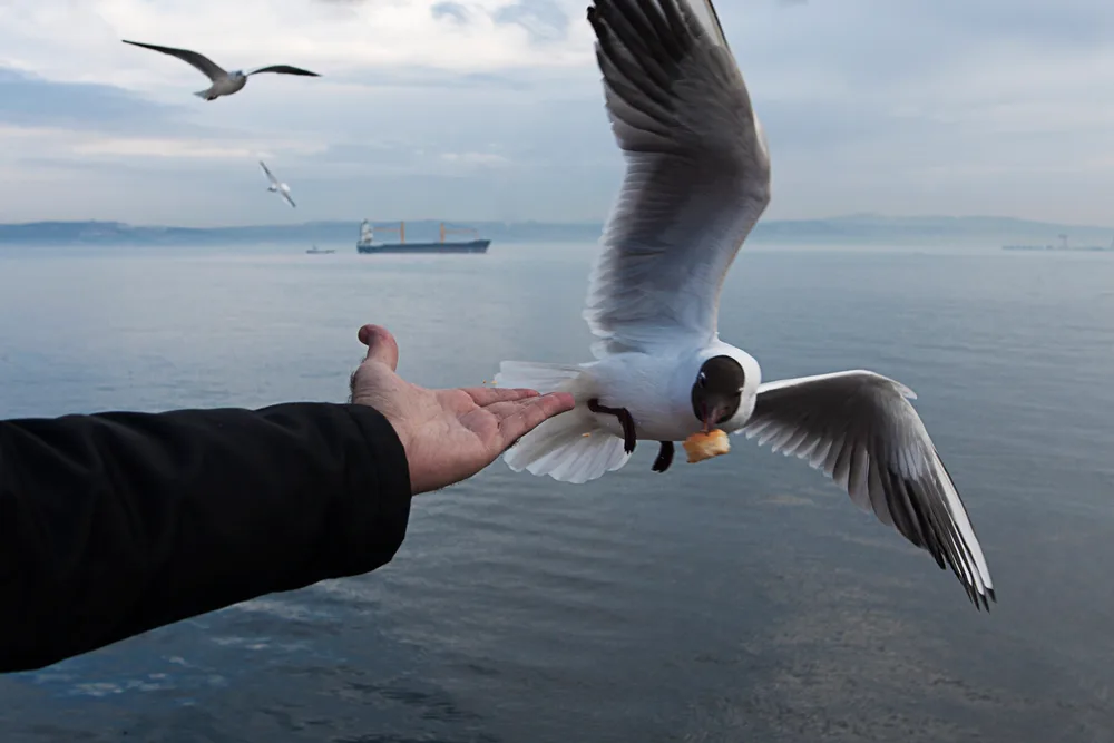 Seagull