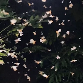 Nuptial flight