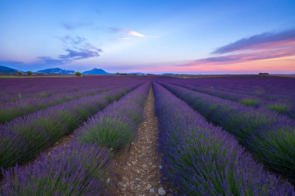 Lavender Fields