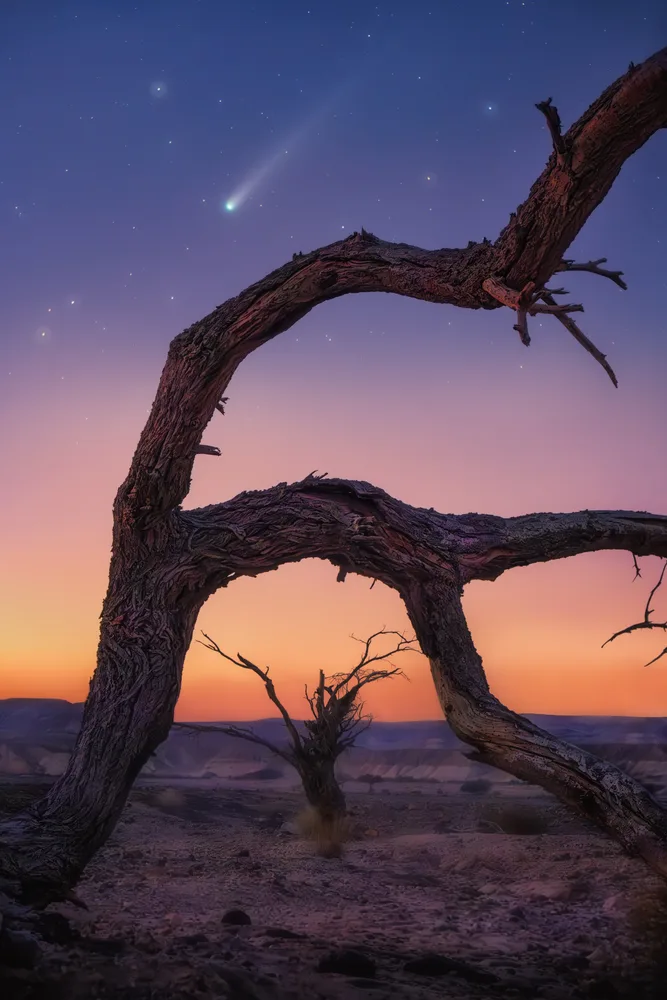 Lemmon Tree