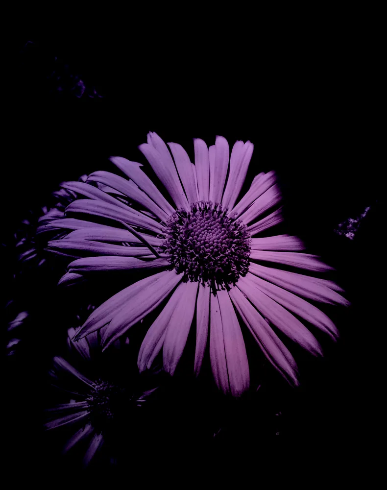 Violet Spotlight