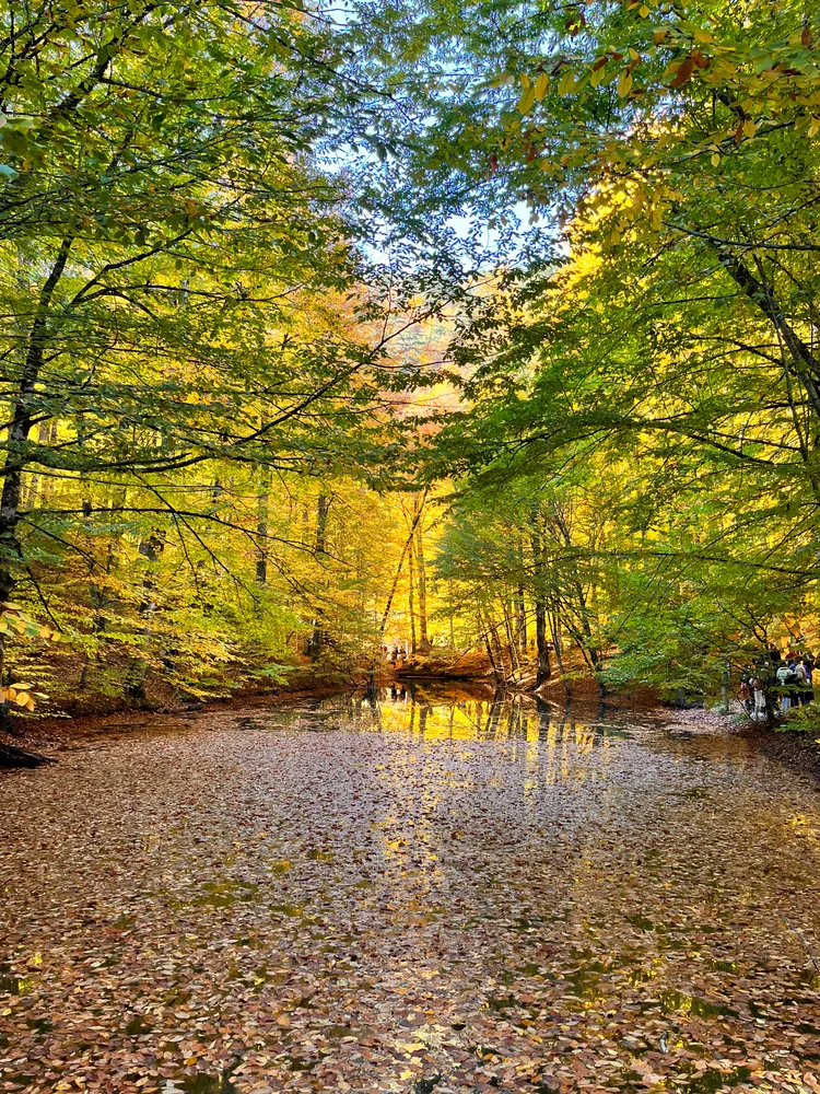 Whispers of Autumn on Still Waters