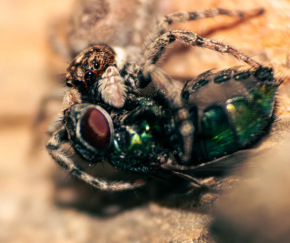 Just a spider #3
