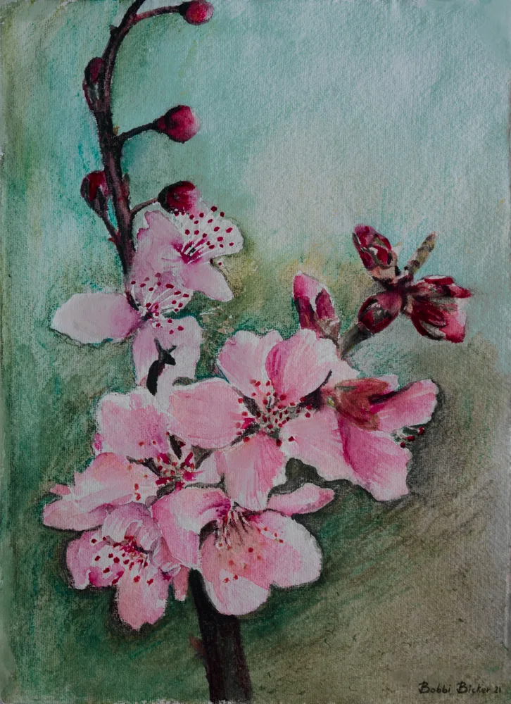 Cherry Blossoms