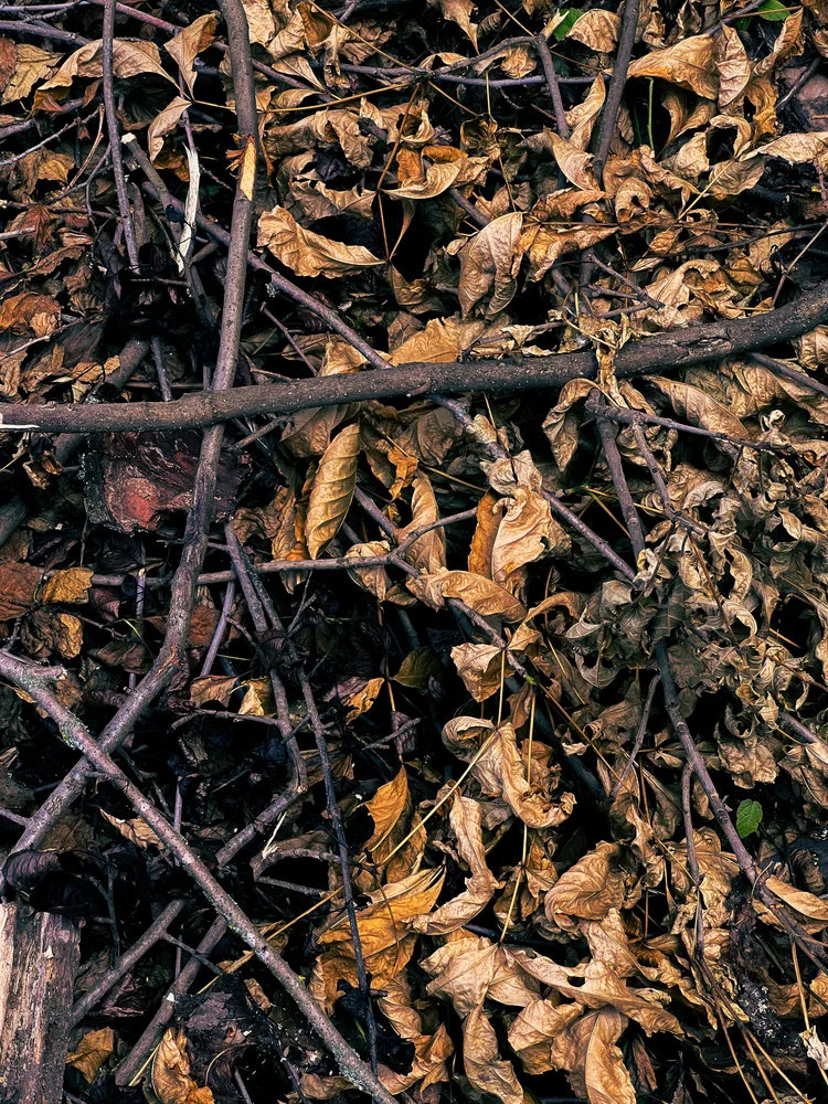 The smell of the autumn ground #3