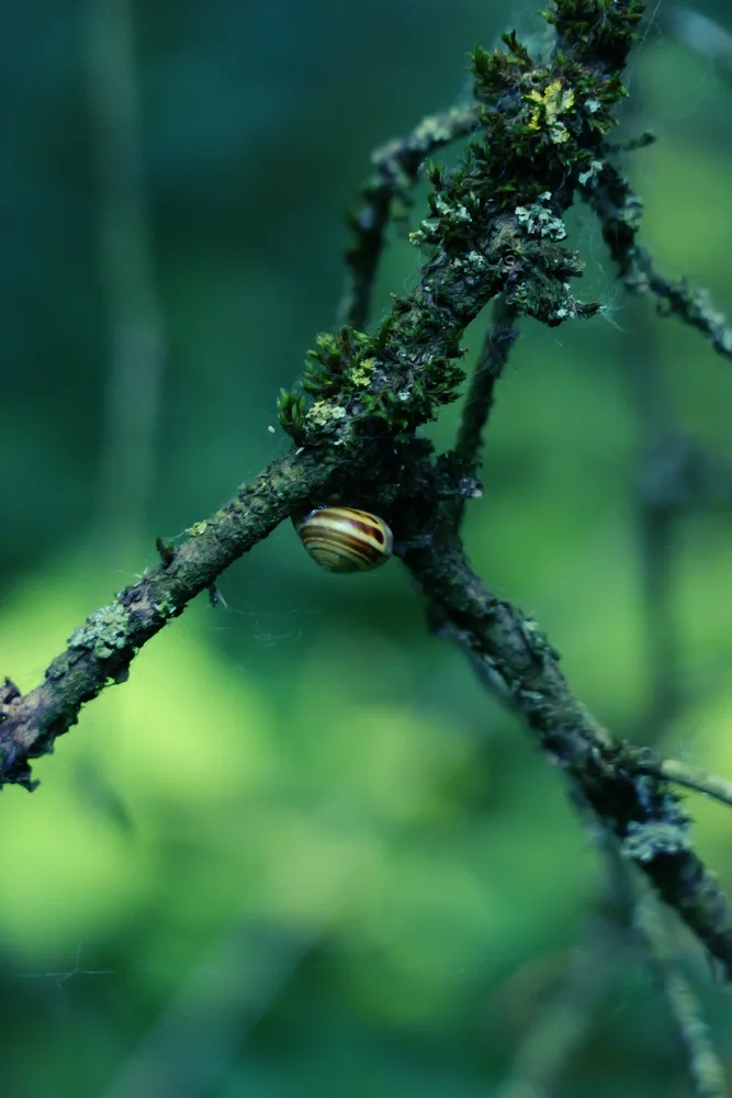 Green - Nature - The True Artist