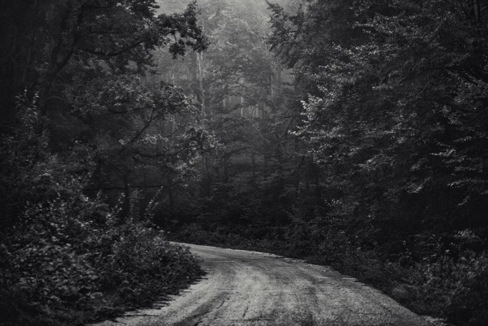 Smell of the Forest