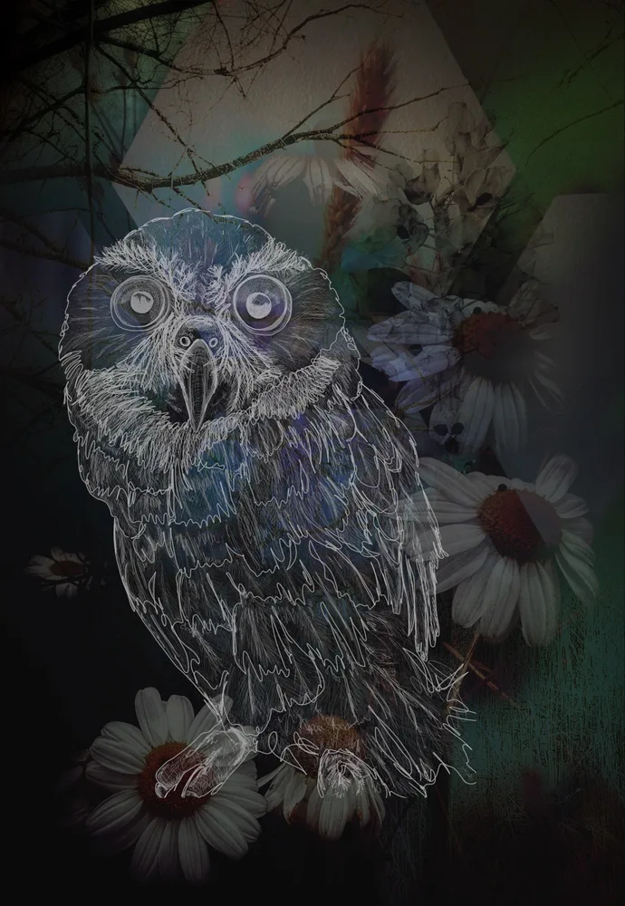 What a Hoot!