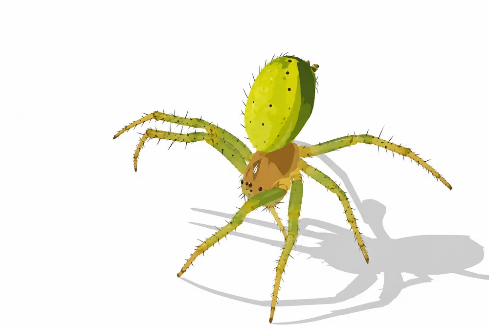 06. Araniella cucurbitina