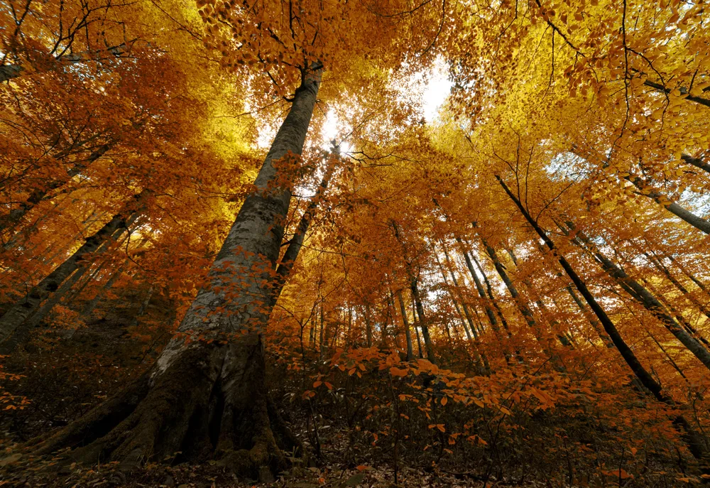 Yellow Forest