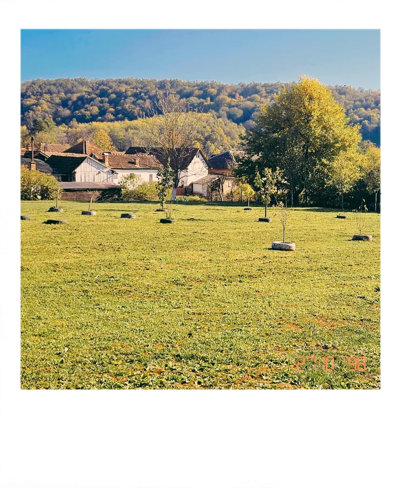 The young orchard