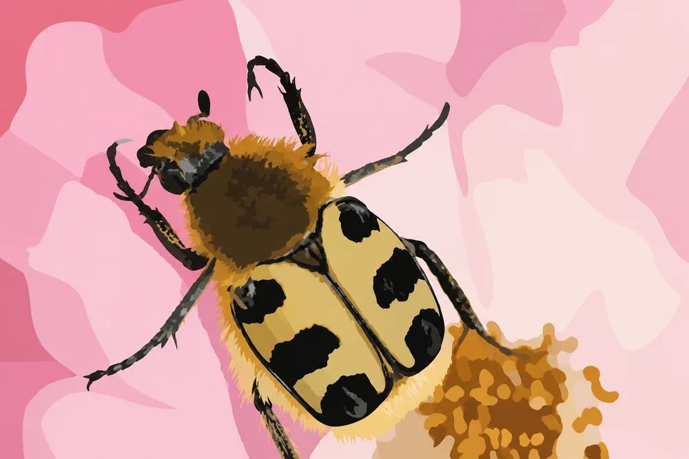 11. Trichius gallicus