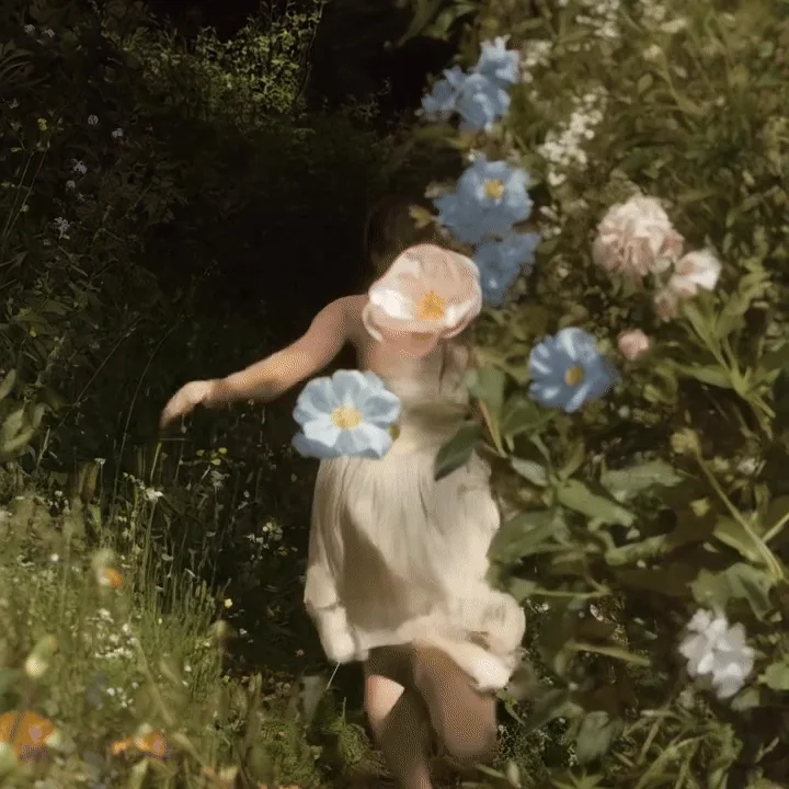 Those daisies were lying
