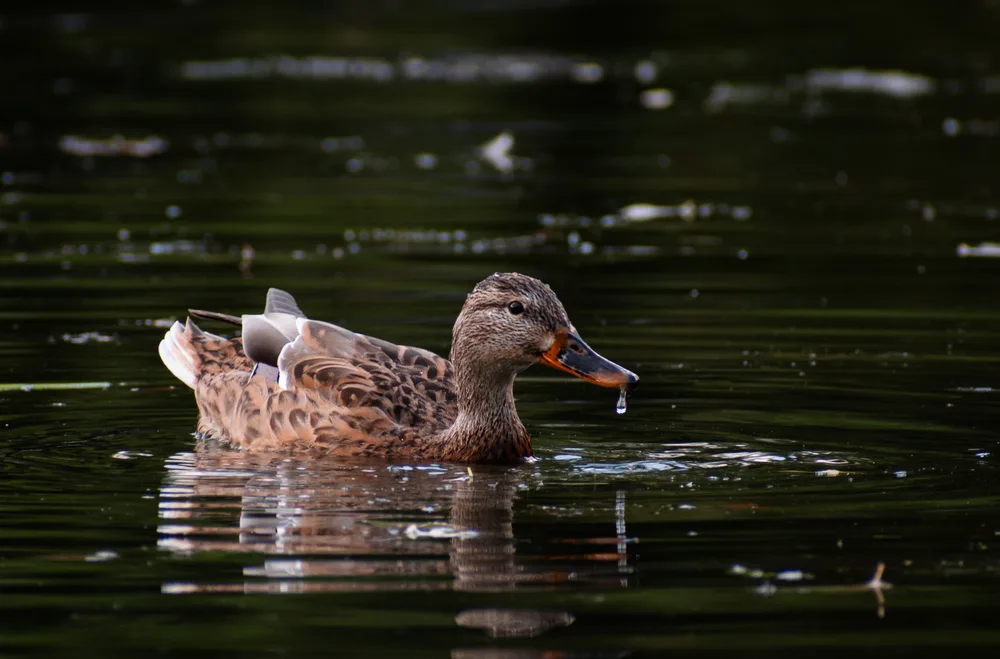Feathers and Ripples