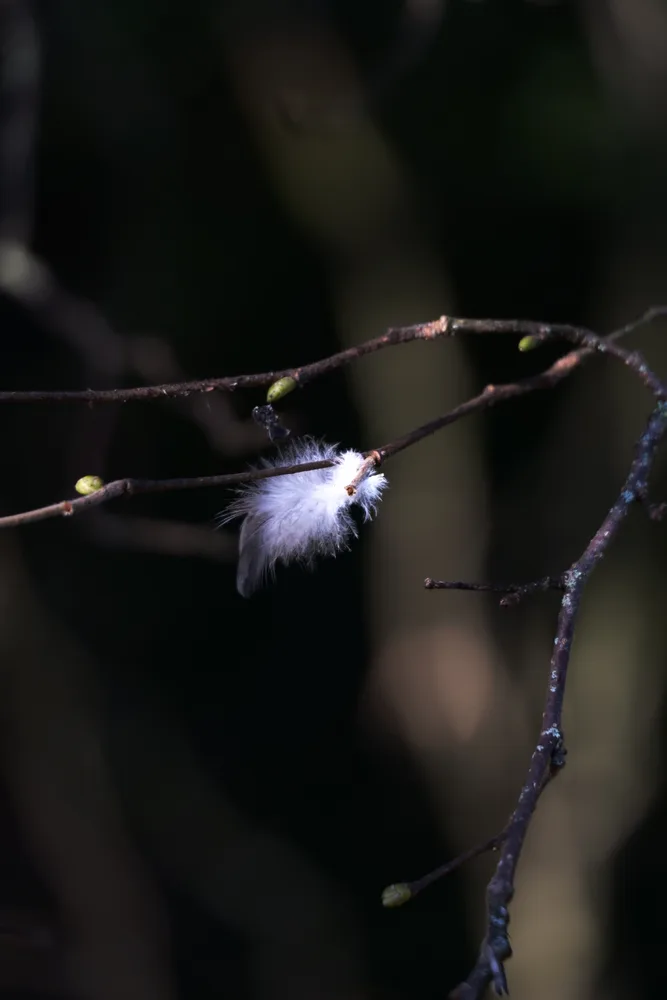 Feather The Story