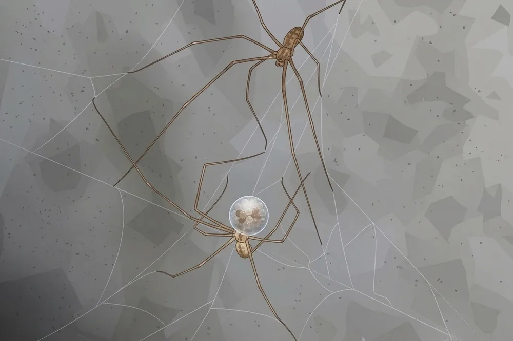 07. Pholcus phalangioides