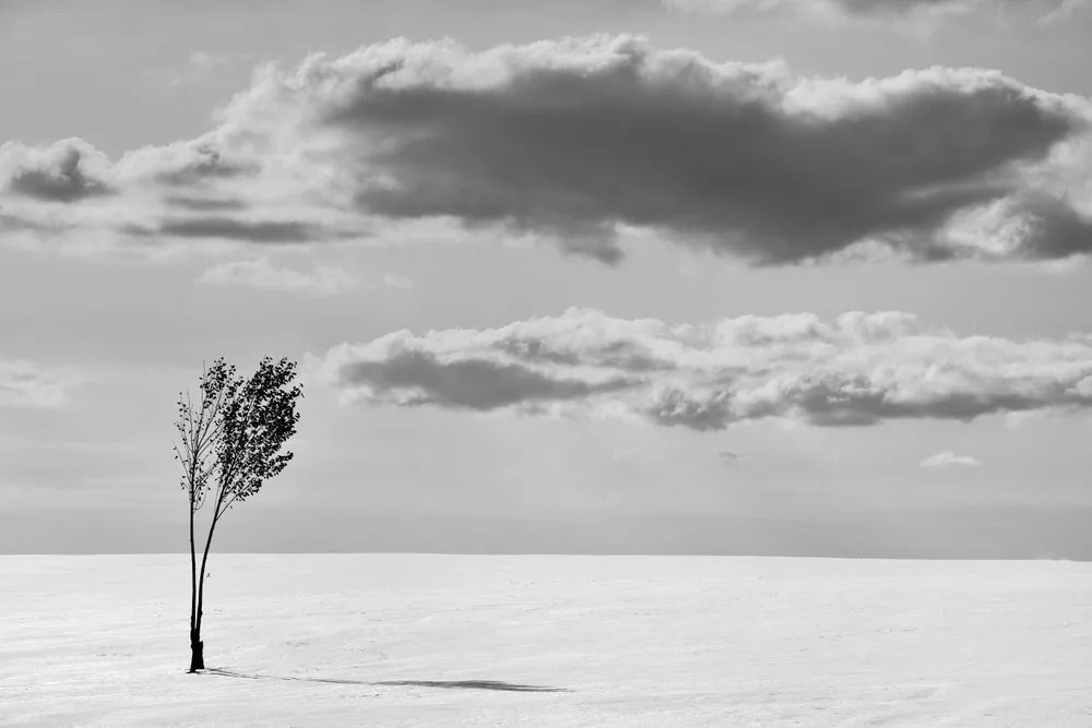 A tree in the wind