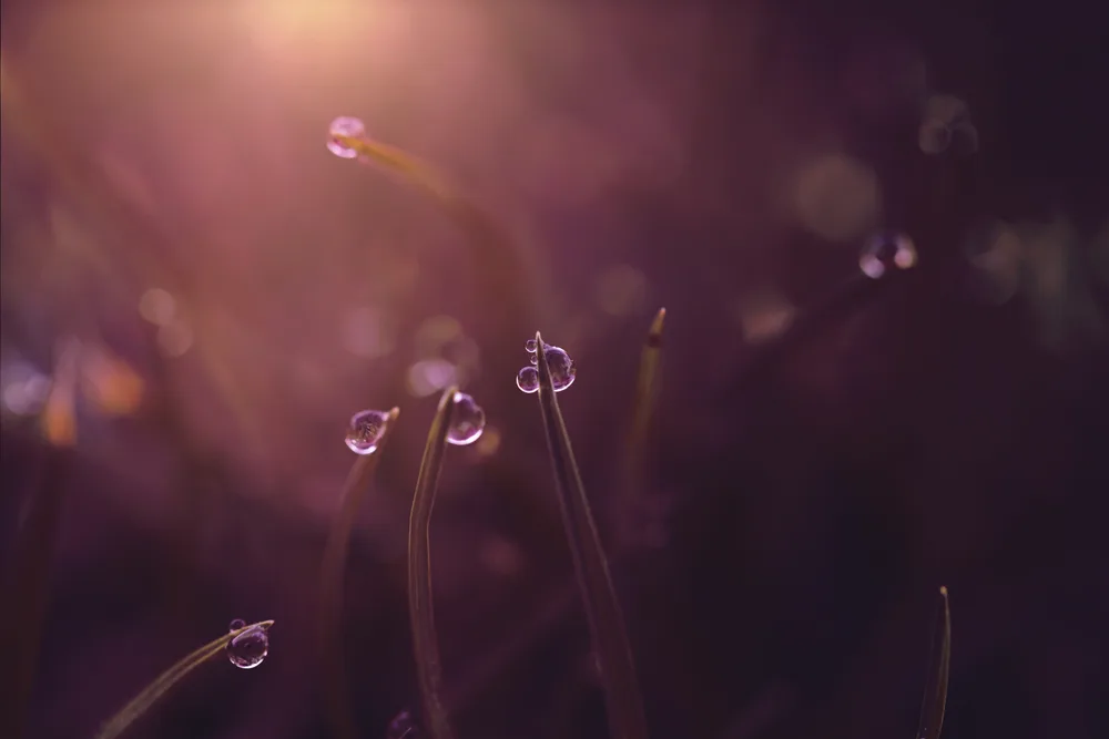 Dewdrops