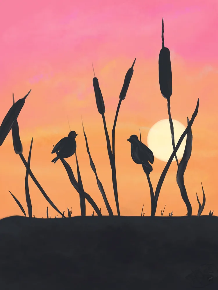 The Marsh