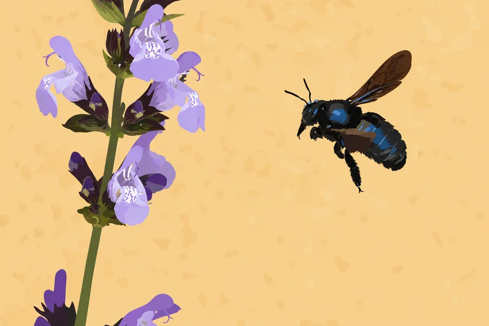08. Xylocopa violacea