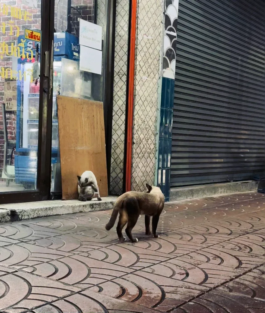 Chinatown Cat Mafia - The Standoff