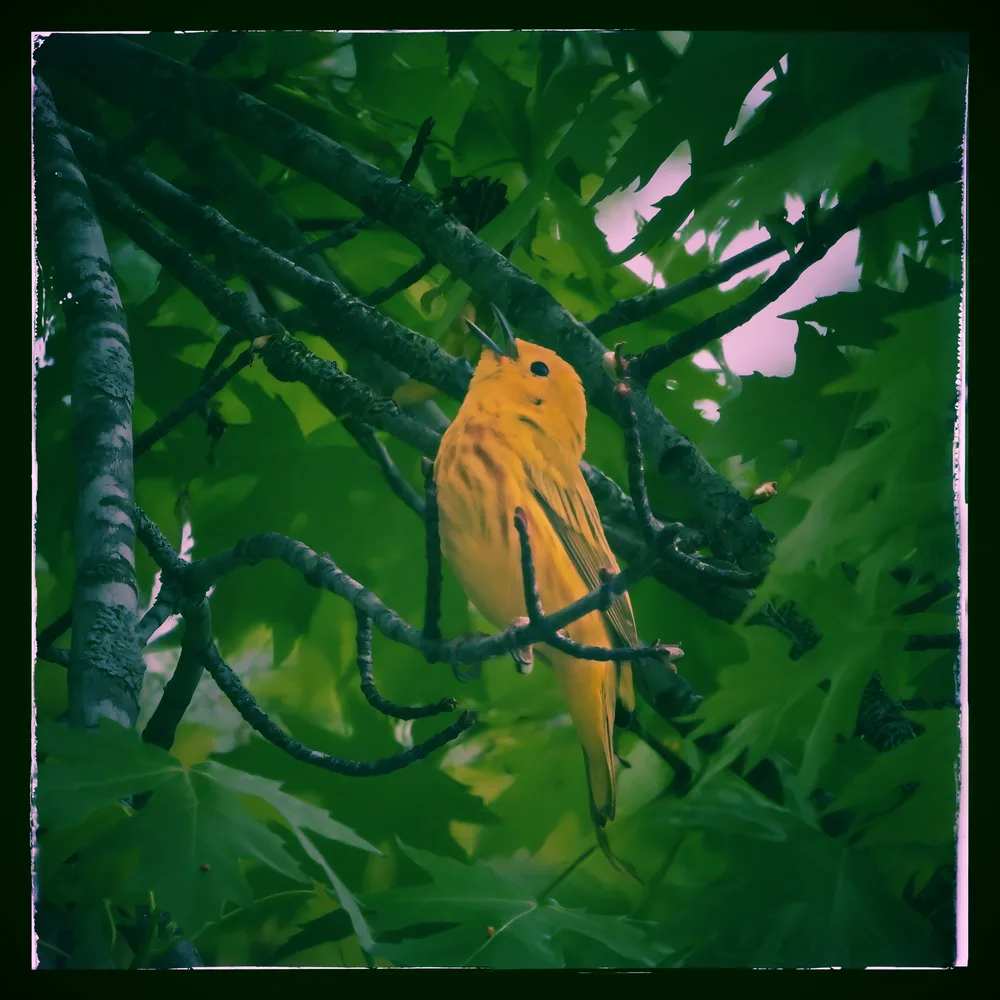 Yellow Warbler on Green
