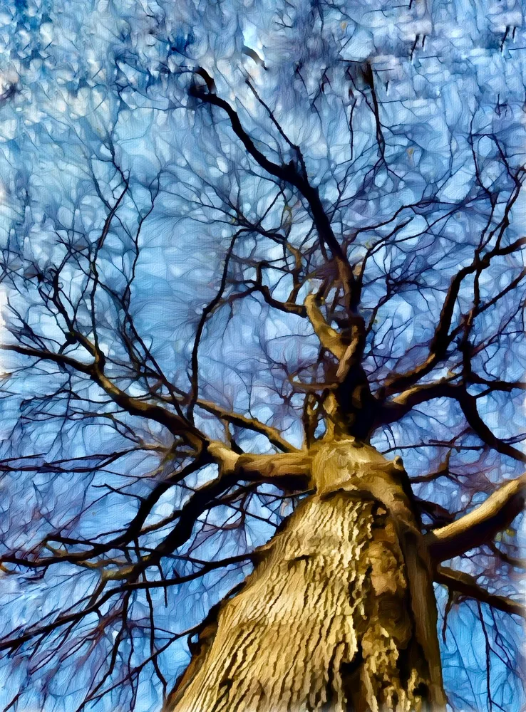 "The tree that saved me."