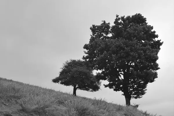 Growing Together, Ascending Together...
