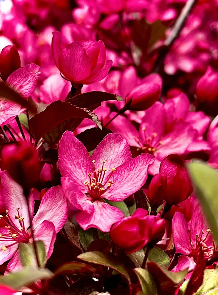 Spring Time Bloom