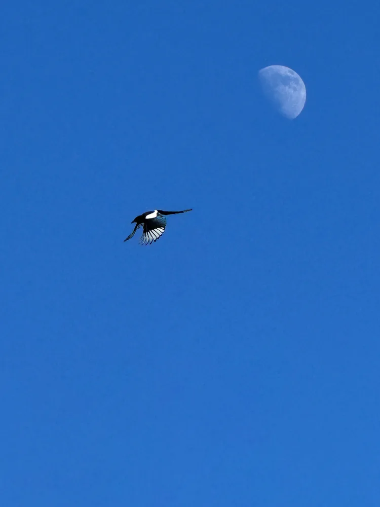 Flight Toward Tomorrow