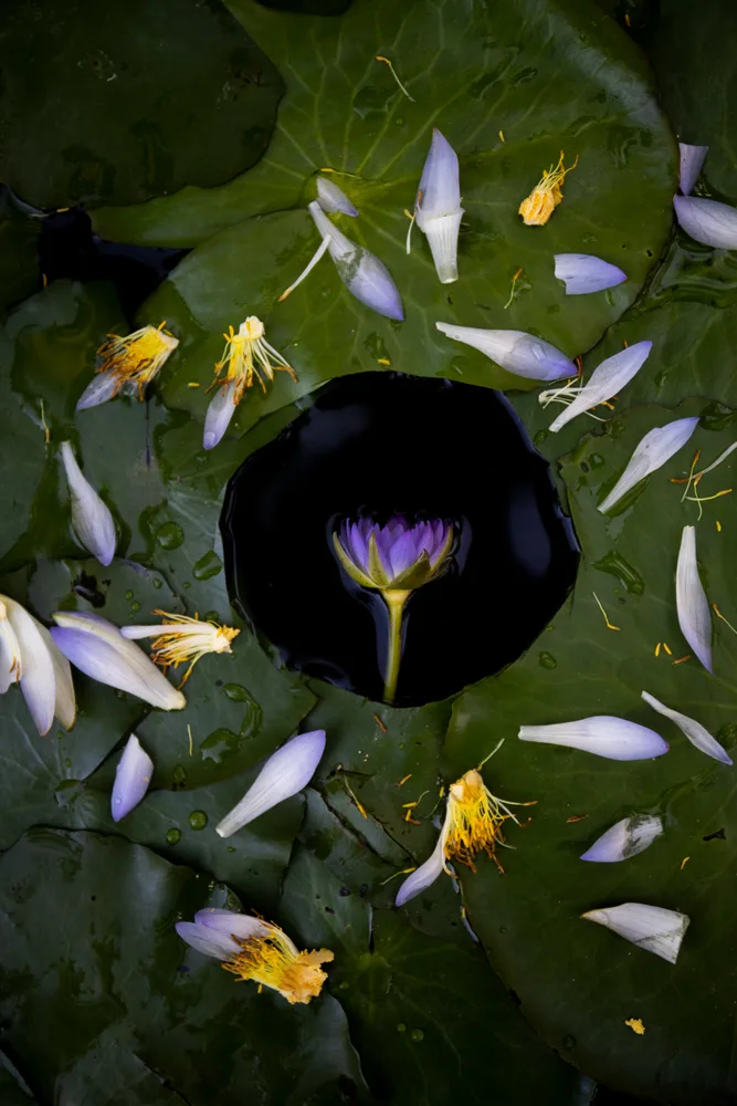 Water Lilies