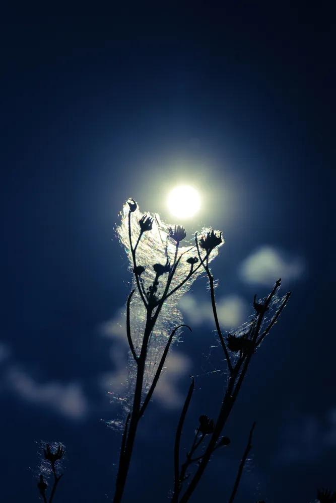 A dancer of photons