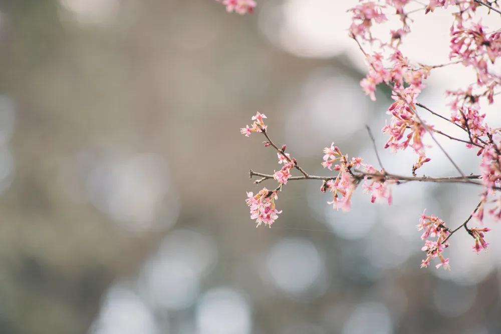 A Sign of Spring