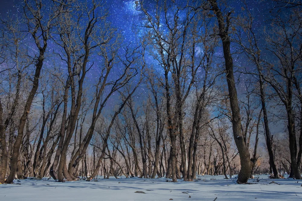 snowy forest