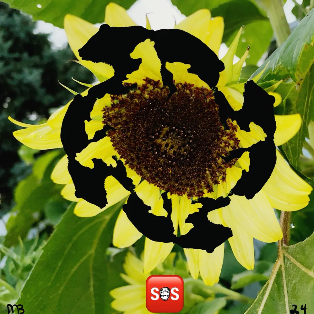 Jays Sunflower