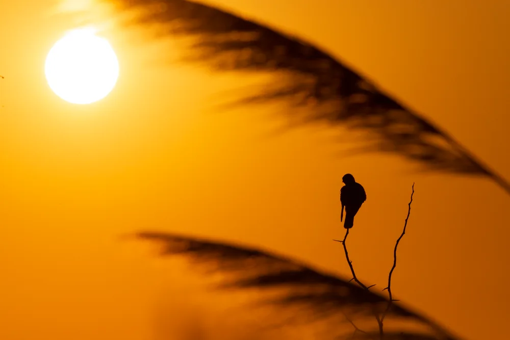 Contemplation