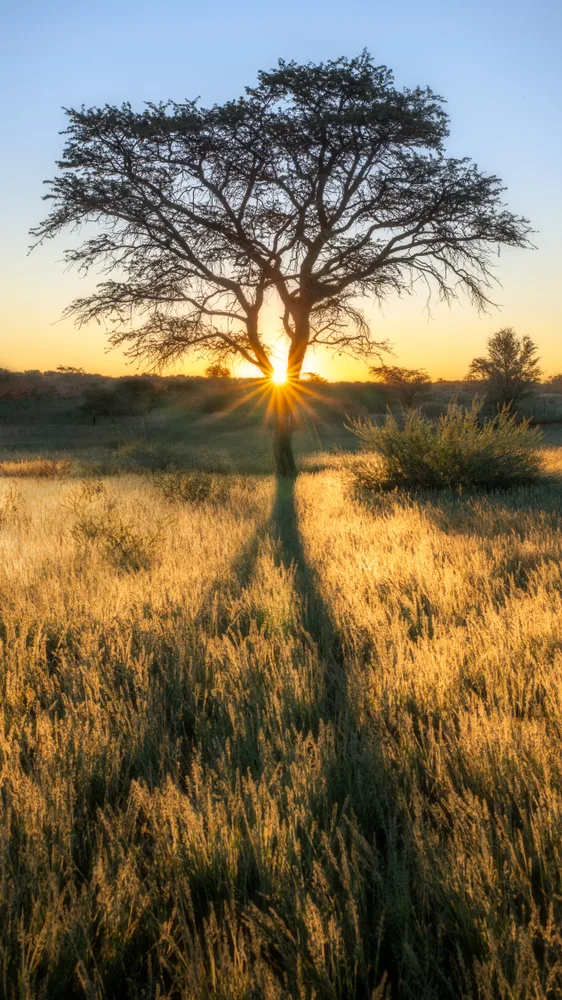 Reaching for the Light