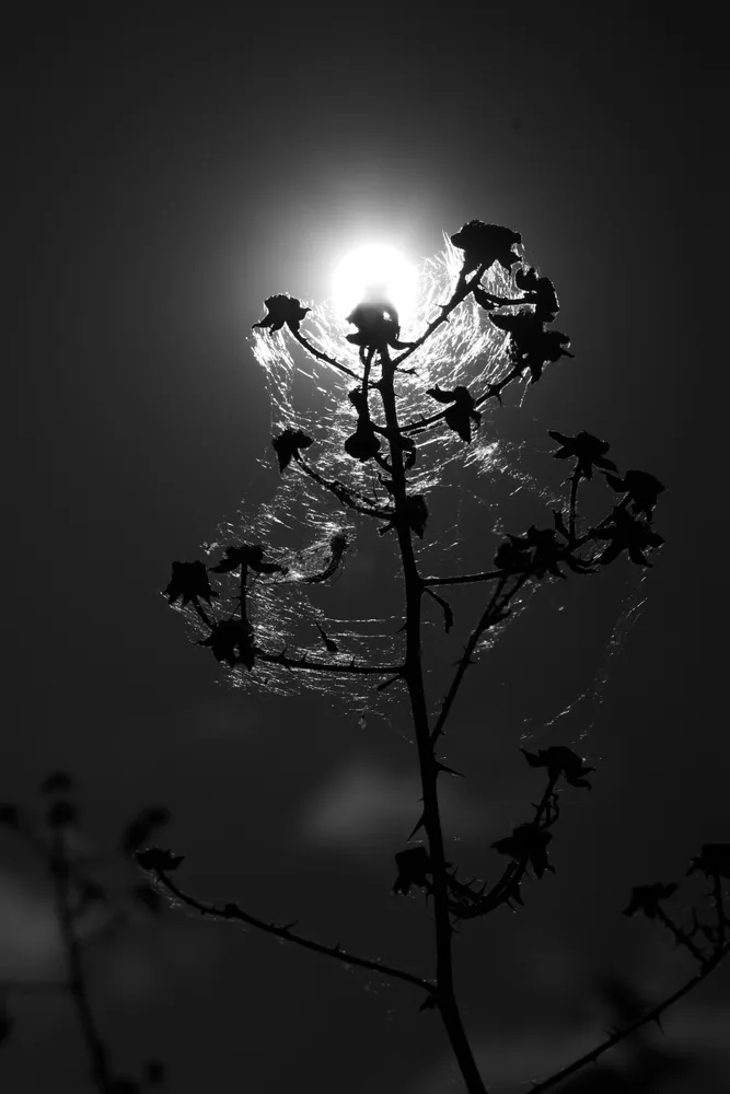 Light and The Web
