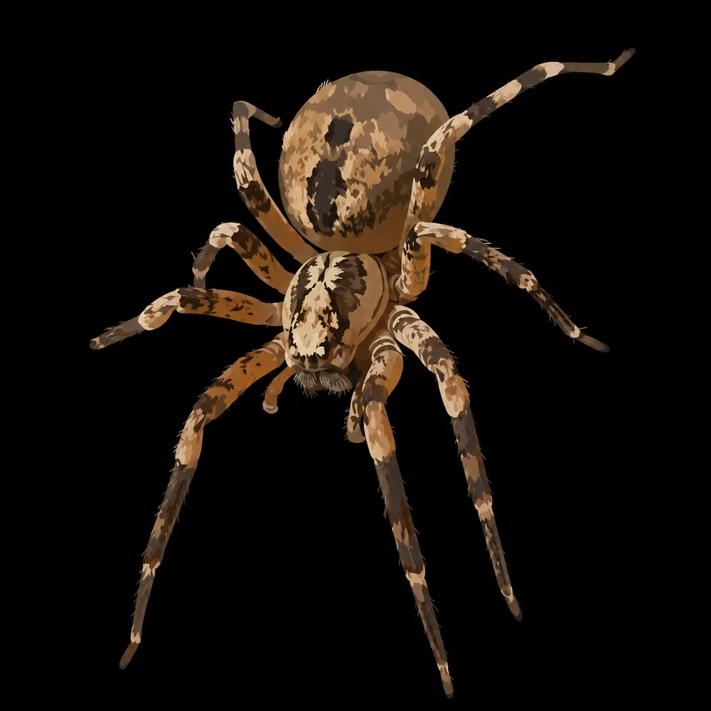 12. Zoropsis spinimana