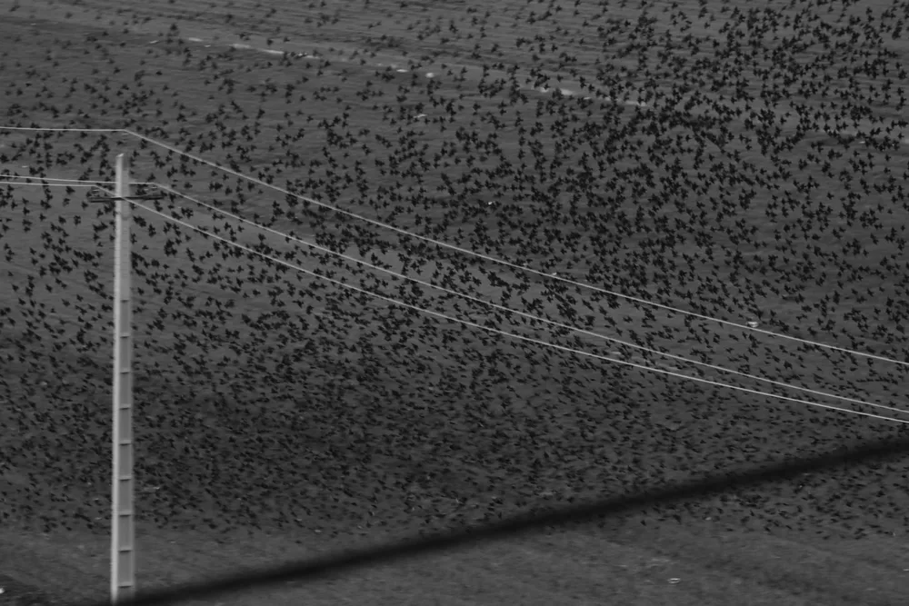 Migratory birds