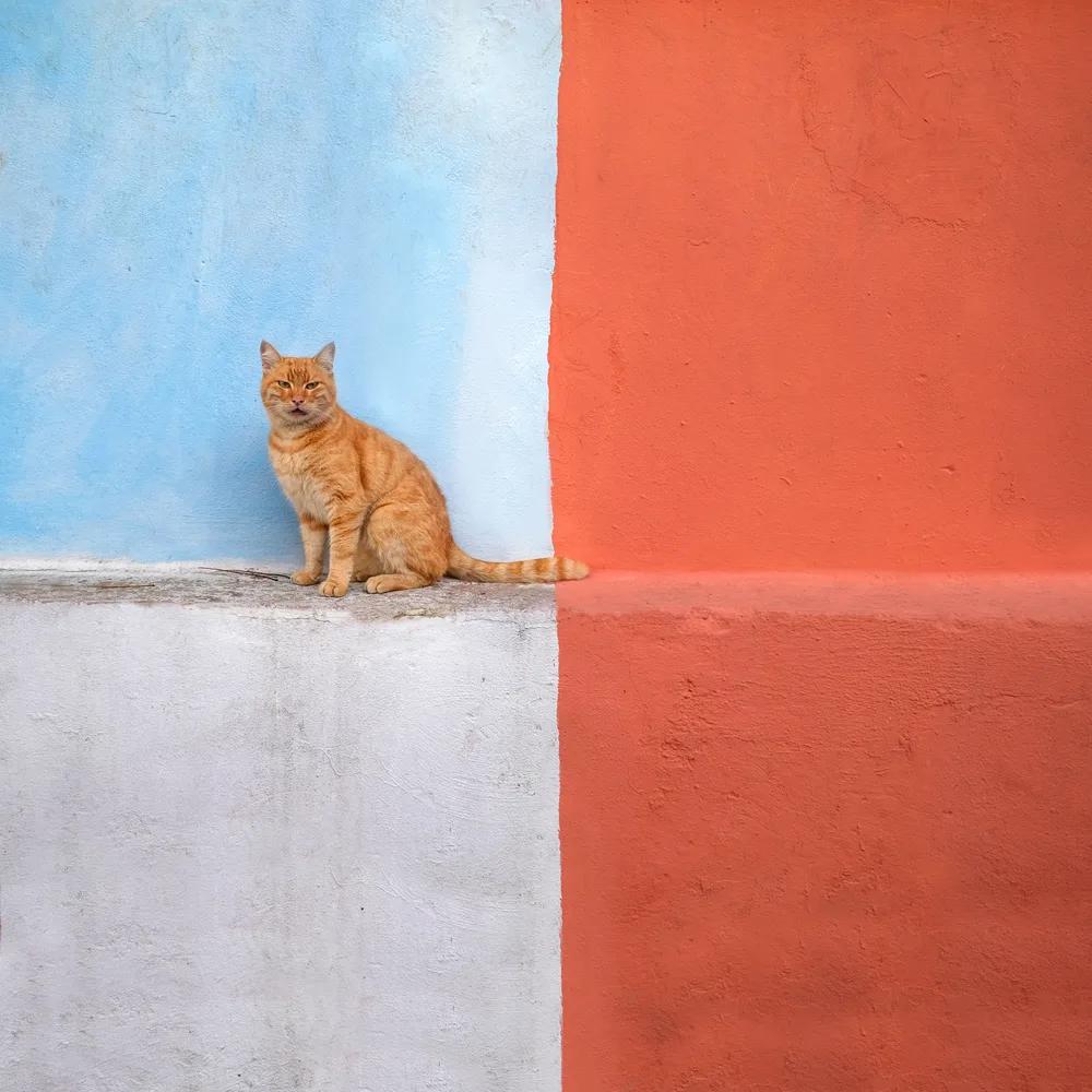 Istanbul Cat 2